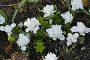 Sanquinaria canadensis multiplex     